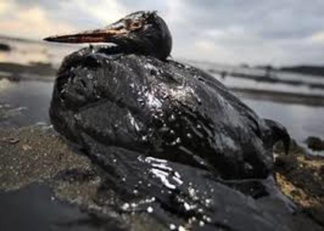 Effects of Exxon oil spill reek havoc on surround ecosystem