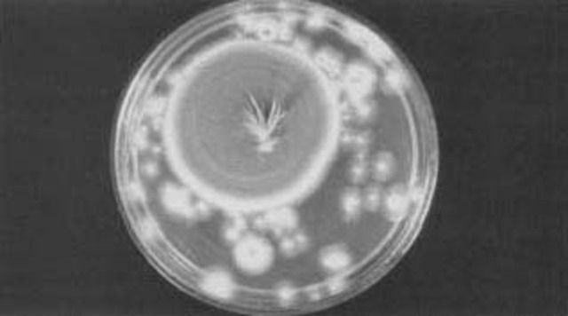 Discovery of Penicillin