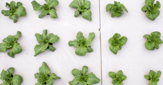 Técnicas de ingeniería genética de precisión