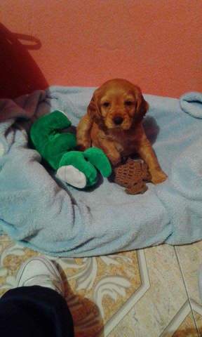 Nuevo Miembro en la familia