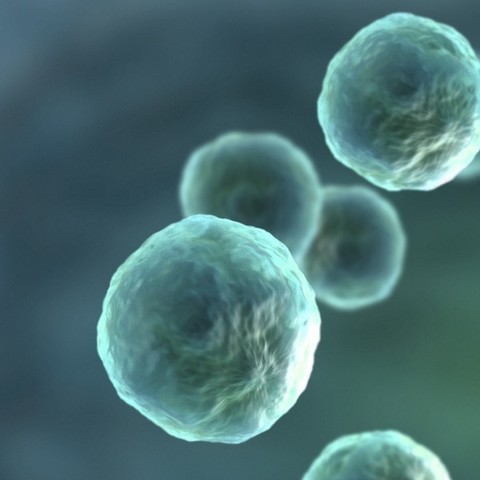 Ingeniería de la célula madre