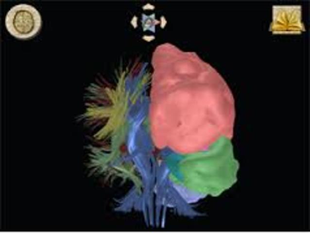 Atlas digital del cerebro