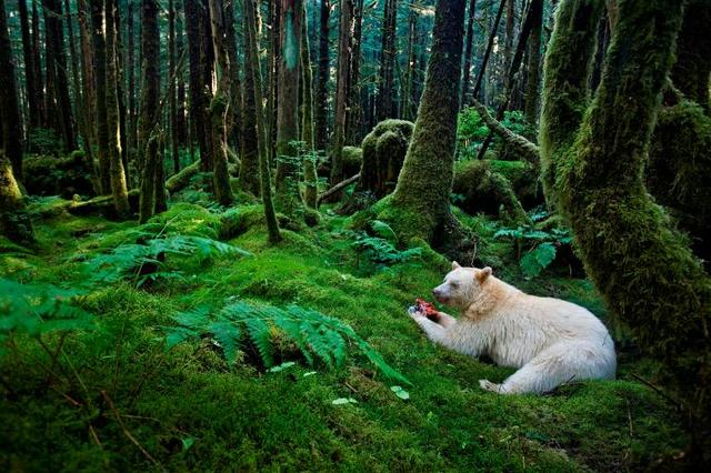 GREAT BEAR RAINFOREST