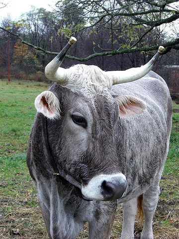 Palamedes tricks Odysseus into Revealing Himself