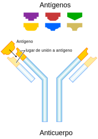 Anticuerpos de acción dual