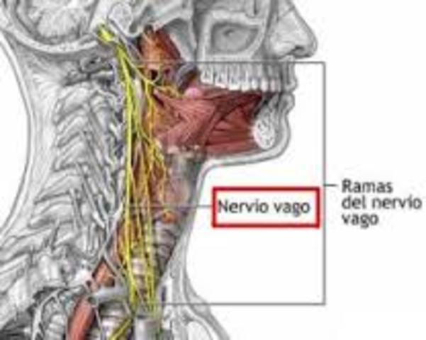 Nervio "VAGO"