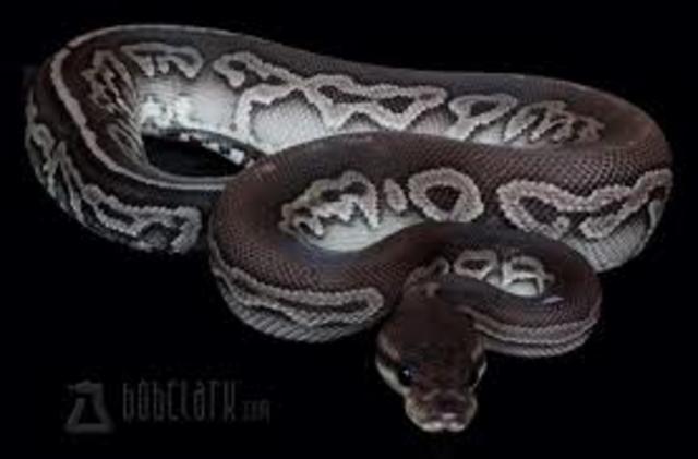 The Royal Python is killed