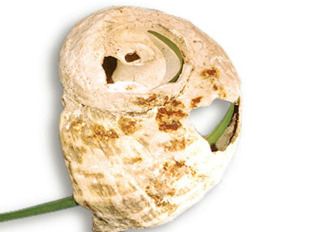 Turban shell and grass