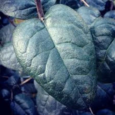 La Ilustración y el Naturalismo (XVIII)