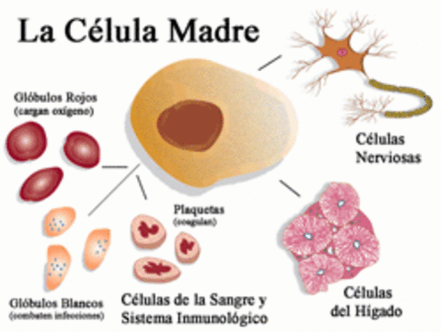 Celúla Madre
