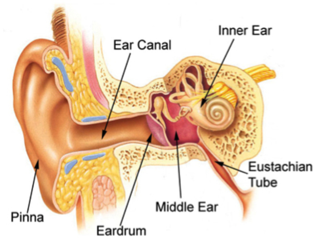 Artificial Ear Drum