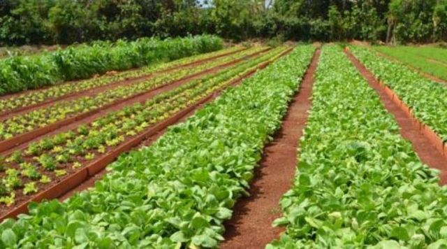 Japón apuesta por la tecnología agrícola cinco años despues del tsunami