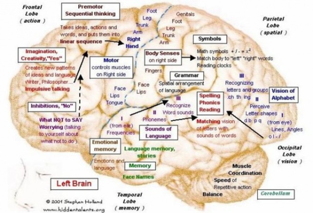 Un atlas del cerebro