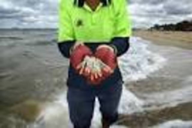 Hypodermics on the shore