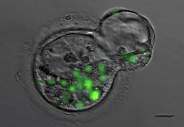 Clonación células productoras de insulina
