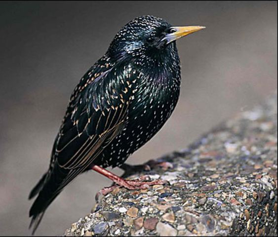 European starling