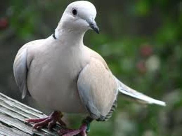 Eurasian Collared-Dove
