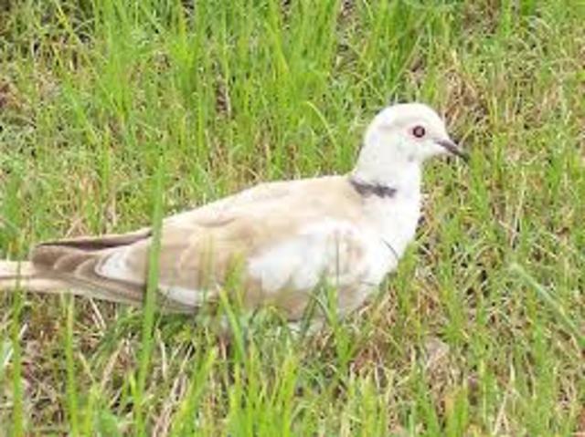 Eurasian Collared Dove