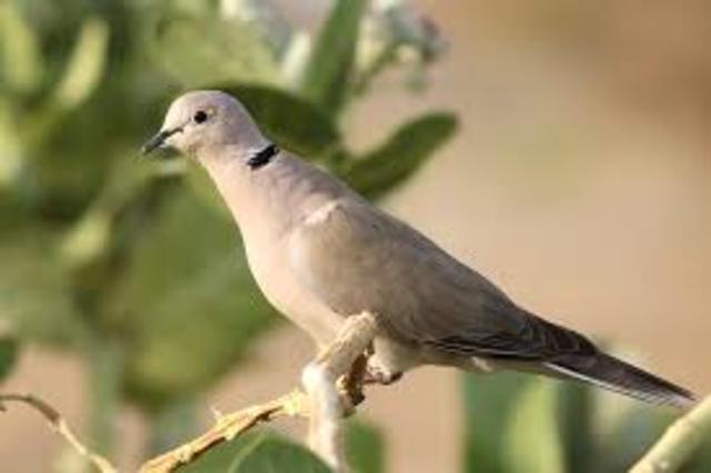 Eurasian Collared-dove