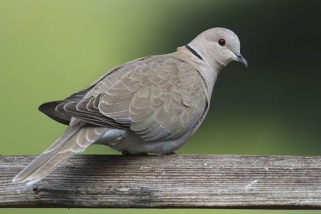 Eurasian Collared Dove