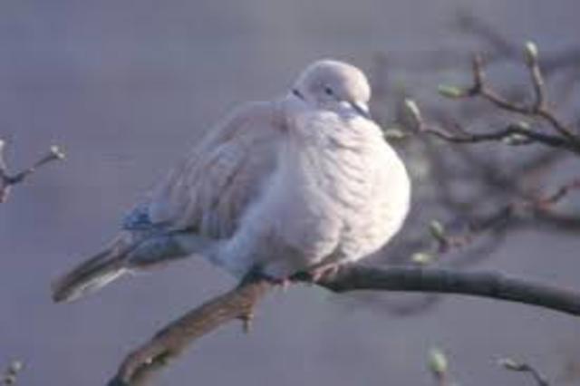 Eurasian Collared-Dove