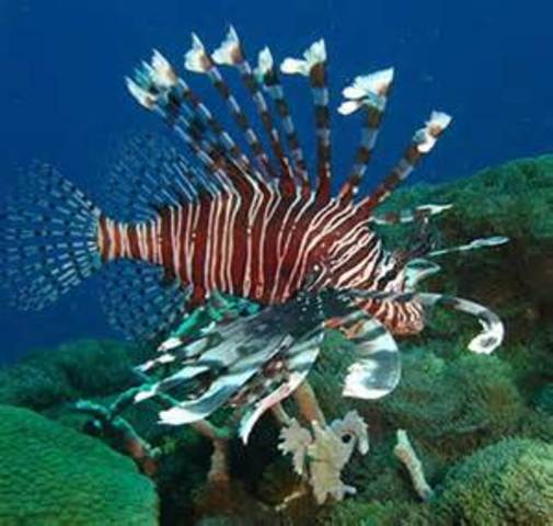 introdused for aquiriam in 2005.