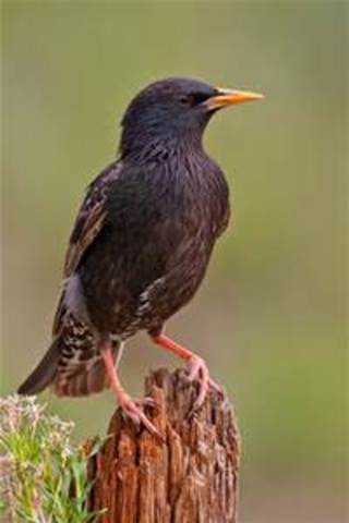 European starling