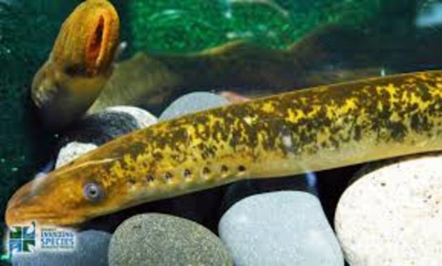 SEA LAMPREY