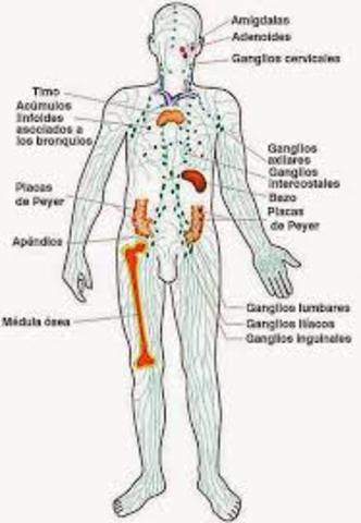 Ingeniería del Sistema Inmune