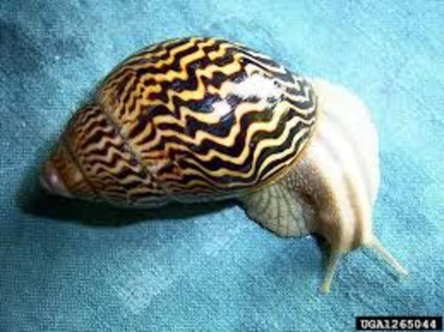 Giant african snail