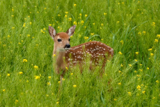 Shenandoah National Park is established