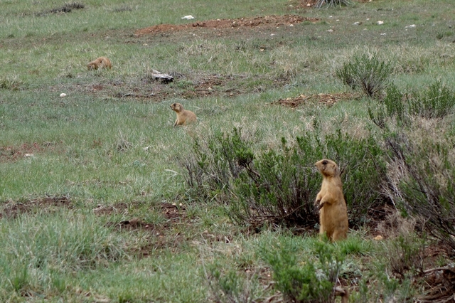 Capitol Reef National Park is established
