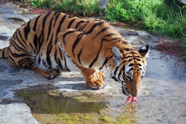 Chinese Tigers Went Instinct