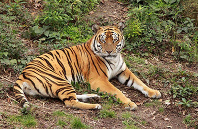 South China Tiger timeline | Timetoast timelines