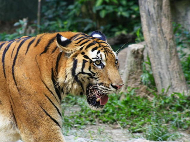 Chinese zoos keeping south china tigers