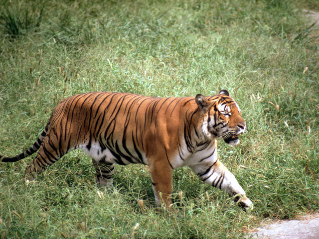 Inbreeding of the south china tiger