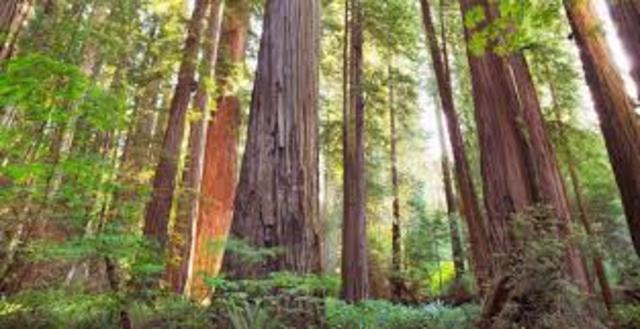 Redwood National Park is established