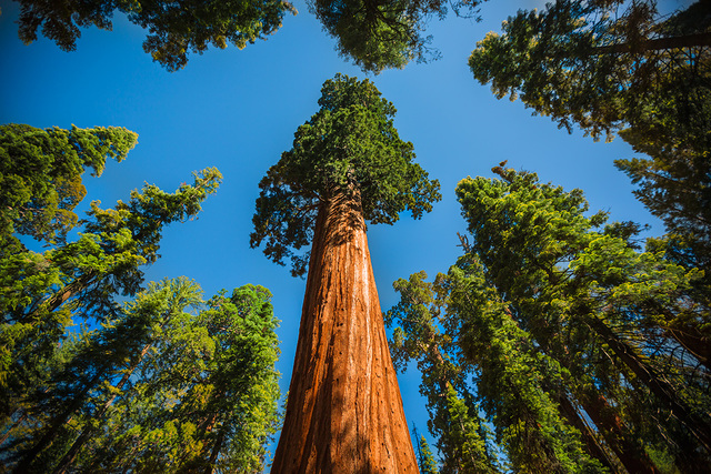 Sequoia National Park is established
