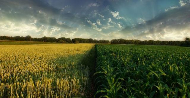 Productos  agrícolas sensibles