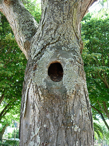The hole in the tree