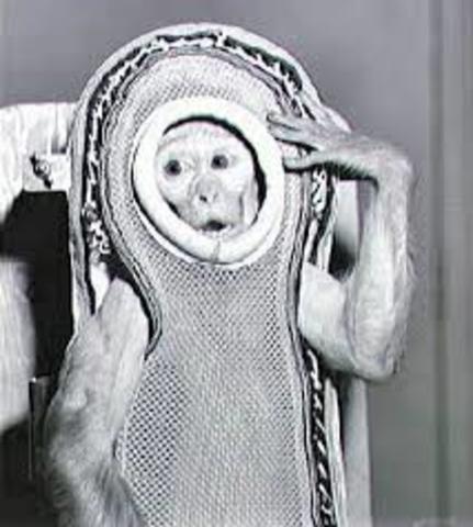 The first Monkey, Albert A Vhesus, in Space