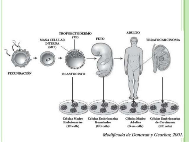 La reprogramacion nuclear