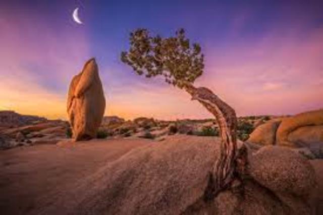 Joshua Tree National Park is established