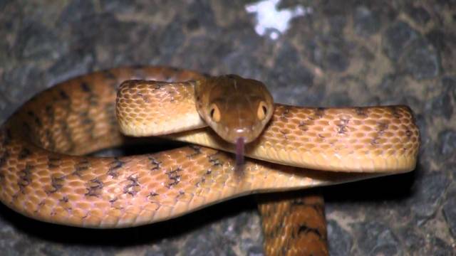 Brown Tree Snake