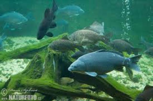 Black Carp