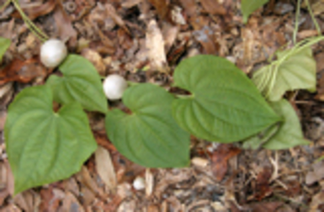 Eradication of the Air Potato