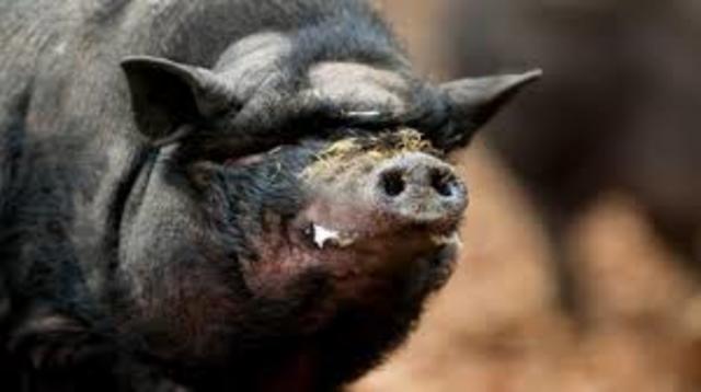 Feral Hog Introduced to US