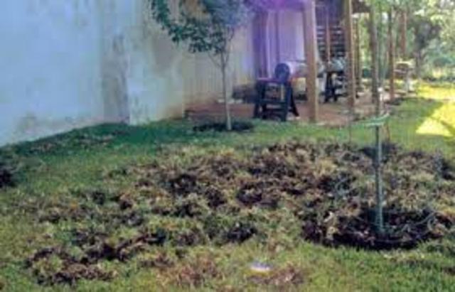 Eradication of Feral Hogs