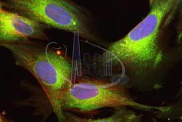 Célula Madre ( Inicio de tecnologías emergentes)