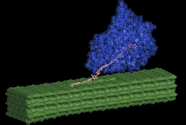Biocombustibles con enzimas de celulosa
